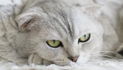 广州品茶空间推荐